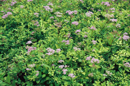 Japanese meadowsweet (Spiraea japonica). Called Japanese spiraea also.の写真素材