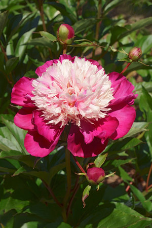 Chinese hybrid peony (Paeonia lactiflora 'Lora Dexheimer')の写真素材