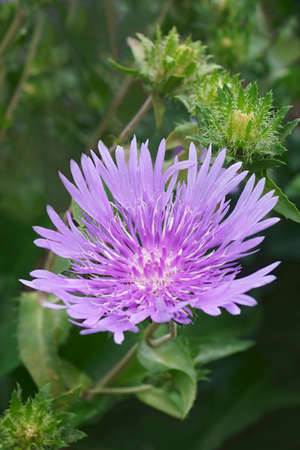Stockesia (Stokesia laevis). Called Stokes aster also.の写真素材