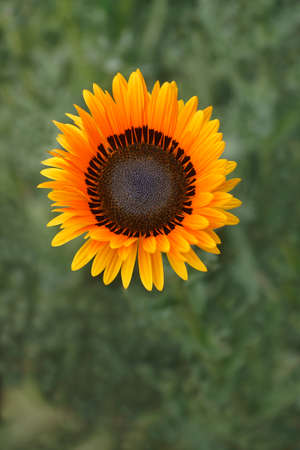 Monarch-of-the-veld (Arctotis fastuosa). Called Cape daisy alsoの写真素材