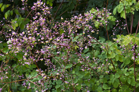 Chinese meawow-rue (Thalictrum delavayi)の写真素材