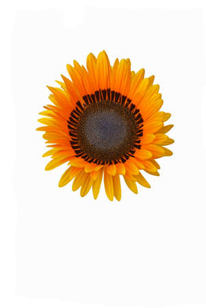 Monarch-of-the-veld (Arctotis fastuosa). Called Cape daisy also. Image of flower isolated on white backgroundの写真素材