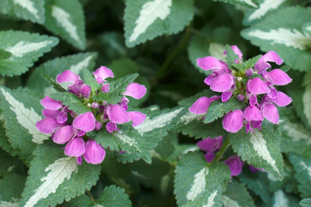Spotted dead-nettle (Lamium maculatum). Called Spotted henbit and purple dragon also.の写真素材