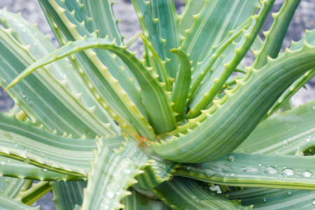 Variegated Candelabra aloe (Aloe arborescens Variegata).の写真素材