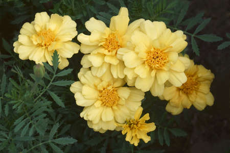 Aztec marigold (Tagetes erecta). Called Maxican marigold, African marigold and Big marigold also. Another botanical name is Tagetes patulaの写真素材