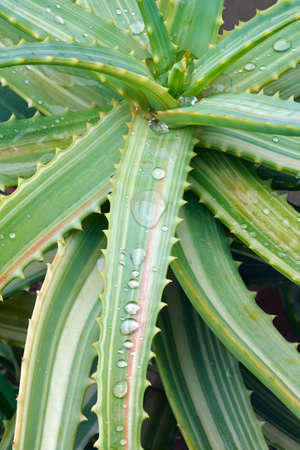 Variegated Candelabra aloe (Aloe arborescens Variegata).の写真素材
