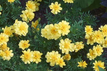 Aztec marigold (Tagetes erecta). Called Maxican marigold, African marigold and Big marigold also. Another botanical name is Tagetes patulaの写真素材