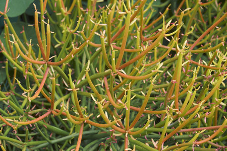 Firesticks (Euphorbia tirucalli 'Rosea')の写真素材