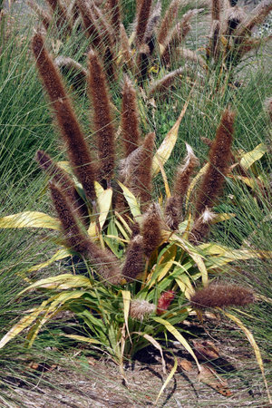 Jade Princess ornamenta millet (Cenchrus americanus 'Jade Princess')の写真素材