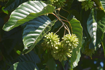 Happy tree (Camptotheca acuminata). Called Cancer tree and Tree of life alsoの写真素材