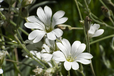 Fischer's chickweed (Cerastium fischerianum)の写真素材