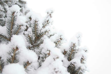 Evergreen branches with thick snow. Closeup. Copy-space