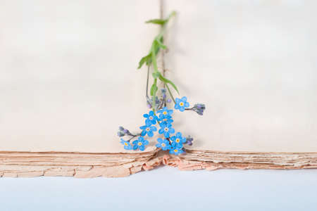 opened old book with beautiful blue flowers on itの写真素材