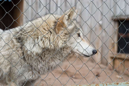wild gray wolf captived in the rusty cageの写真素材