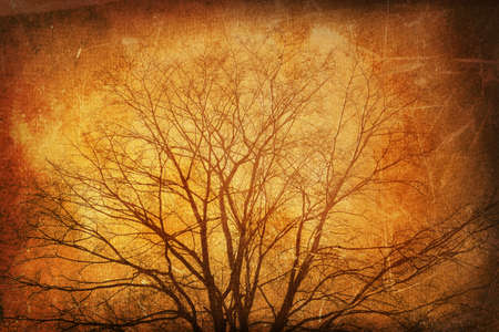 grunge background (paper or canvas) with some floral elements, made from my own photosの写真素材