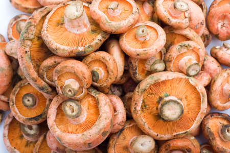 Nature and food background of orange milk mushroomsの写真素材