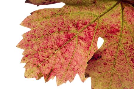 colorful grape's leaf on white backgroundの写真素材