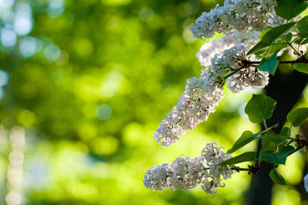 Lilac blossom on floral background, with copy spaceの写真素材