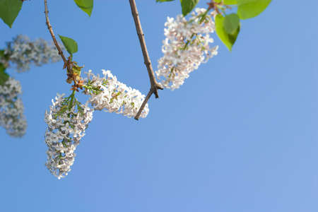 Lilac blossom on sky background, with copy spaceの写真素材