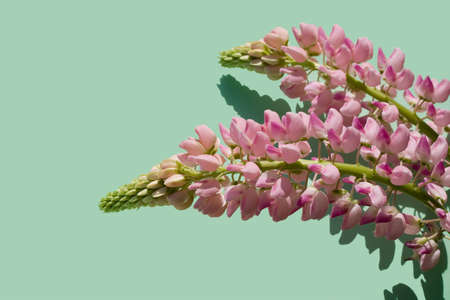 Delphinium blossom on green background, with copy spaceの写真素材