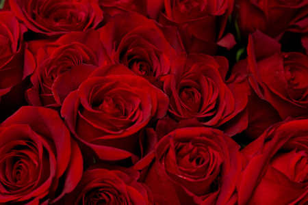 Red roses background, low DOFの写真素材