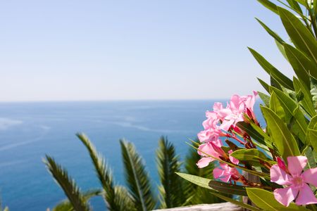 Mediterranean sea and oleander flower backgroundの写真素材