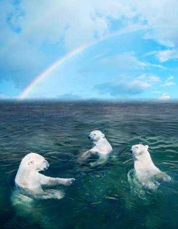 Three polar bears in the dark cold water, rainbow is on the backgroundの写真素材