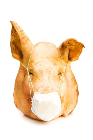 horrible head of pig infected by H1N1の写真素材