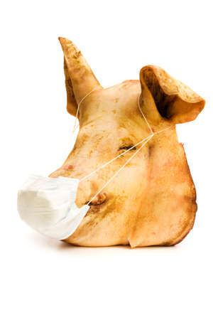 horrible head of pig infected by H1N1の写真素材
