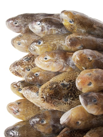 Fresh fish. Gobiesの写真素材