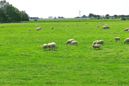 Sheep graze in a meadow near the Dutch farmの写真素材