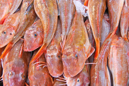 Sales of fresh fish on the marketの写真素材