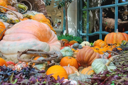 LAS VEGAS, NEVADA, USA - OCTOBER 21, 2013   Autumn theme in a greenhouse at Bellagio Hotel in Las Vegas, Bellagio Hotel and Casino opened in 1998  This luxury hotel owned by MGM Resorts International のeditorial素材