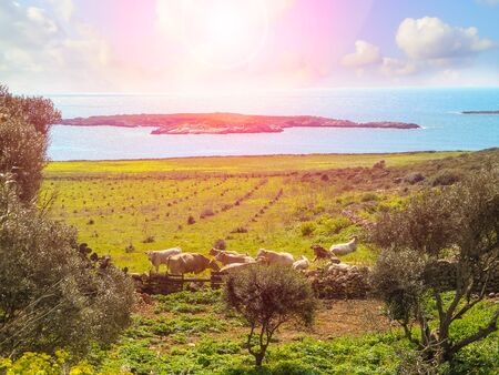 Herd of cows in a farm on the island of Favignanaの写真素材