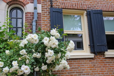 Twine white roses on the facade of brick houseの写真素材