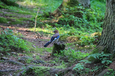 Small jay in summer forestの写真素材