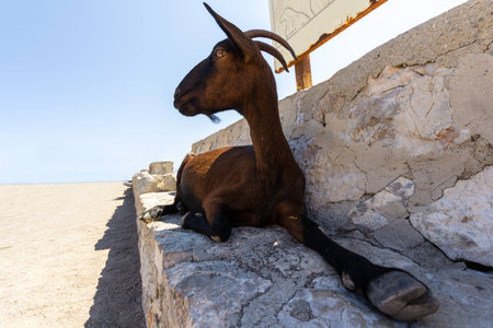Brown goat lying on a stone bench, spain mallorcaの写真素材