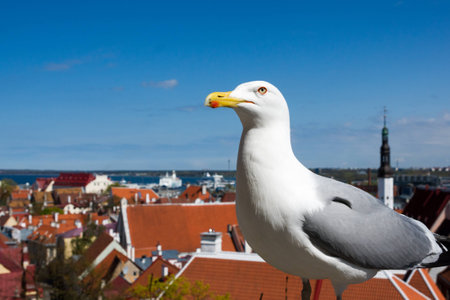 sea gull is enjoying the view of Old Town in Tallinn Estonia at springの写真素材