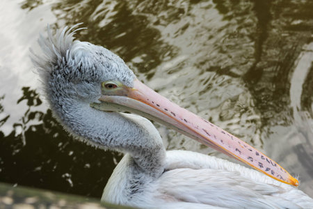 Pelican bird on the lake at summerの写真素材