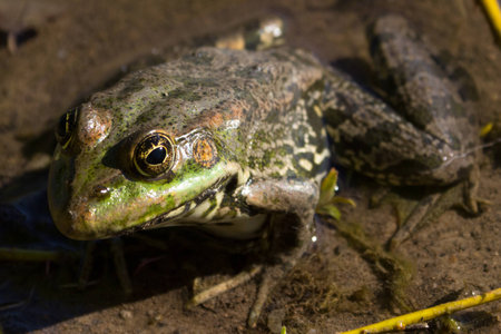 green frog in the pond european russiaの写真素材
