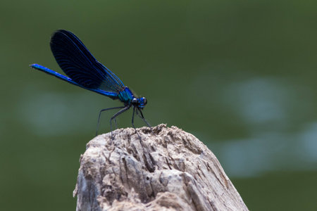 the blue dragonfly sits on a grass on a meadowの写真素材