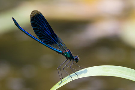 the blue dragonfly sits on a grass on a meadowの写真素材