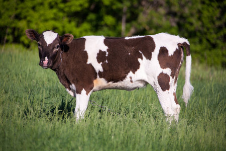 young spotted bull in the meadow in a Green Fieldの写真素材