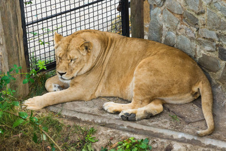 fat lion resting in the hot summer dayの写真素材