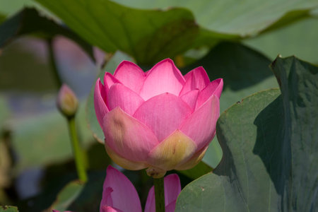 Lotus flower and Lotus flower plants on the lakeの写真素材