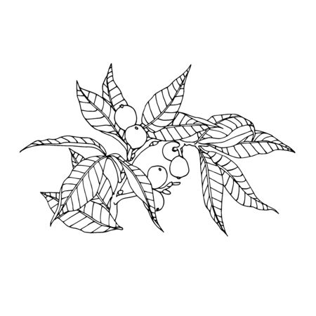 walnut branch with leaves and nuts in the skin, element of decorative ornament or patternのイラスト素材