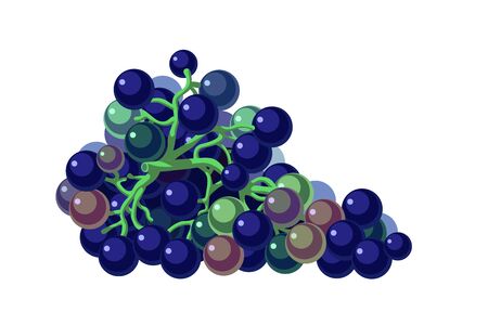 bunch of dark blue grape berries with green branches, element of   icon or emblem, color vector illustration isolated on white background in cartoon, flat & clip art styleのイラスト素材