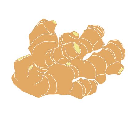 yellow fresh ginger root, culinary spice for cooking, color illustration with contour lines isolated...