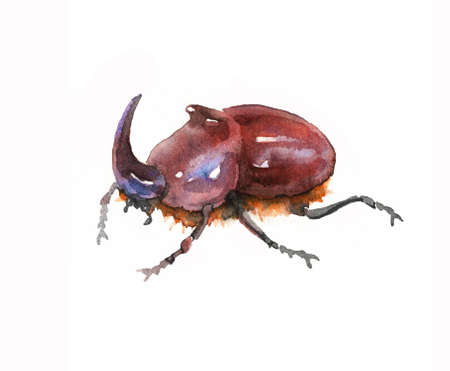 decorative brown rhinoceros beetle, male with horn, rare insect, color illustration on a white background in watercolor technique & hand drawn styleの写真素材