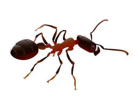 single red fire ant with strong jaws, social insect, worker or soldier, symbol of aggression & danger, color vector illustration isolated on a white background in clip art & cartoon styleのイラスト素材